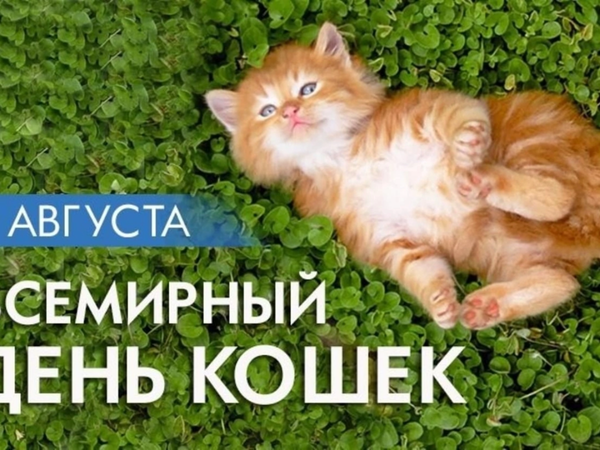Сегодня, 8 августа, мы отмечаем Всемирный день кошек! 🐈💖 Это день, когда мы можем показать нашу любовь и признательность нашим пушистым друзьям | Сетка — социальная сеть от hh.ru