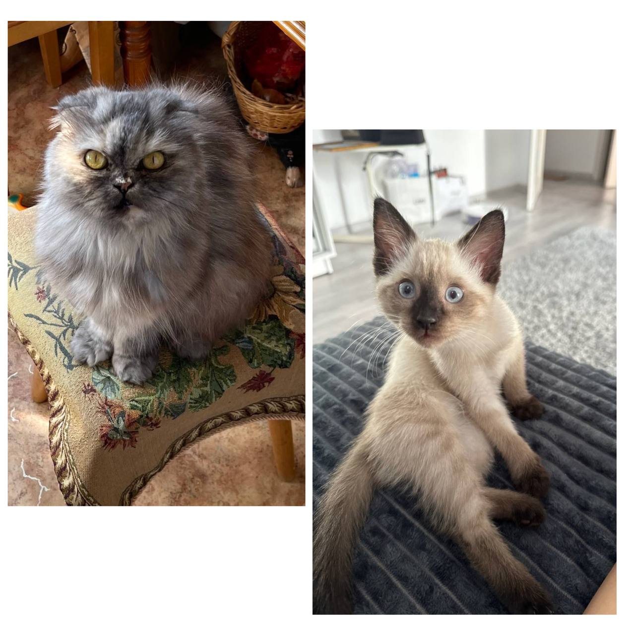 🐱Сегодня отмечается Всемирный день кошек | Сетка — социальная сеть от hh.ru