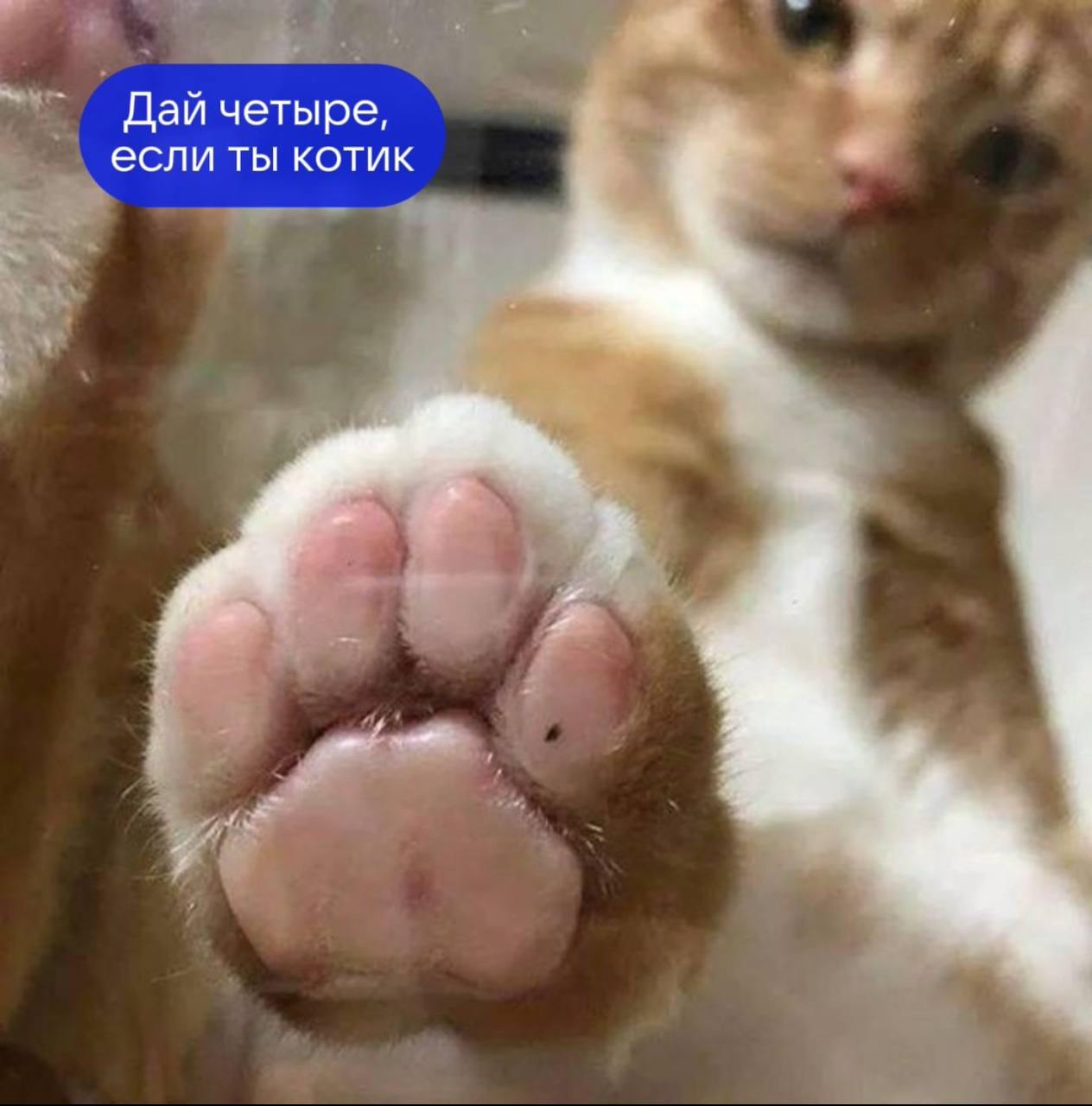 Сегодня ищем настоящих котиков 🐱
Поднимите лапку отправьте отклик, если это вы!
😍 Android Developer в VK Customer Experience Hub, Москва или удалённо
Ребята ежедневно трудятся над улучшением сервиса д... | Сетка — социальная сеть от hh.ru