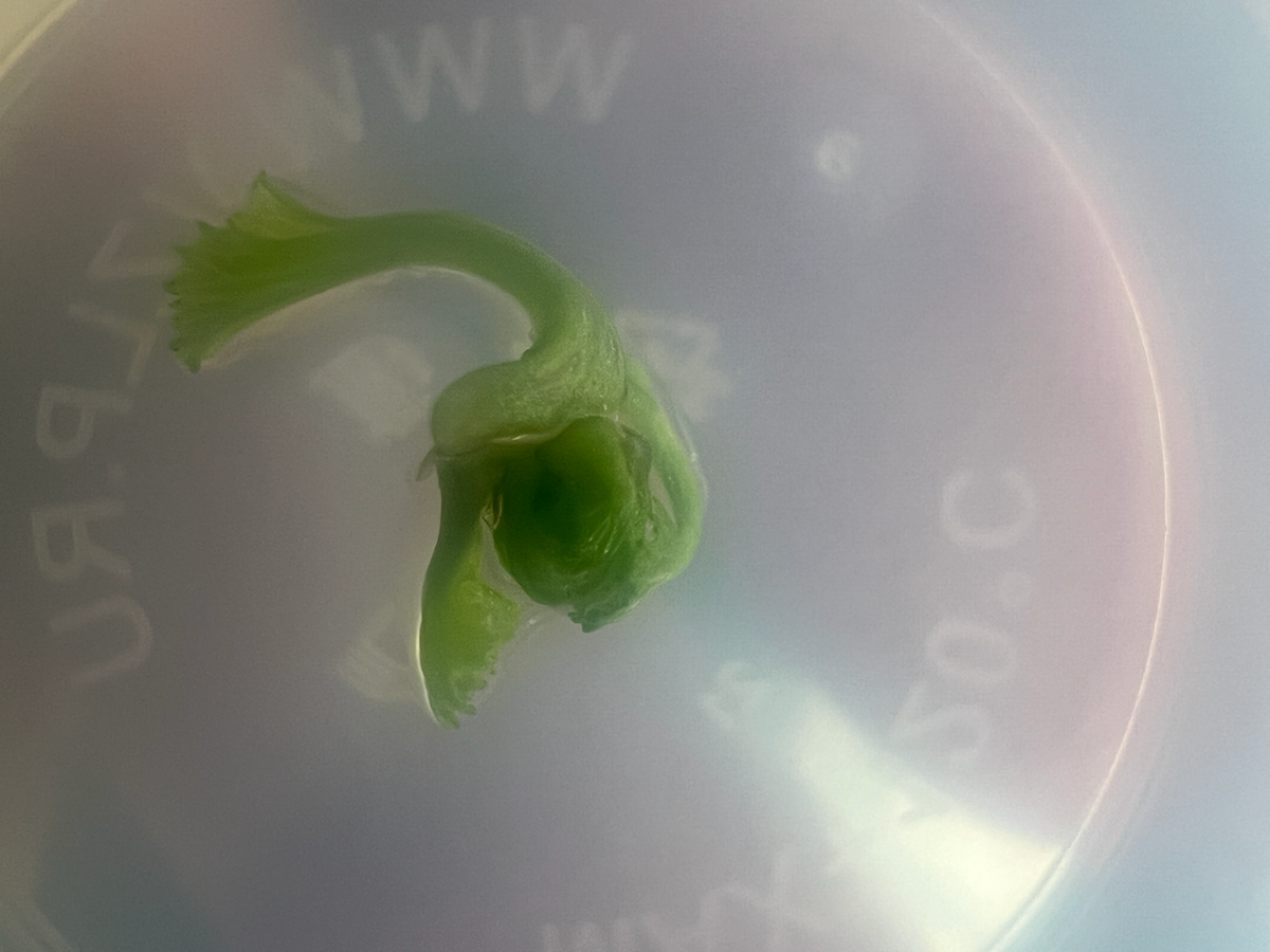 Опробовал свою среду Мурасиге-Скуга | Сетка — социальная сеть от hh.ru