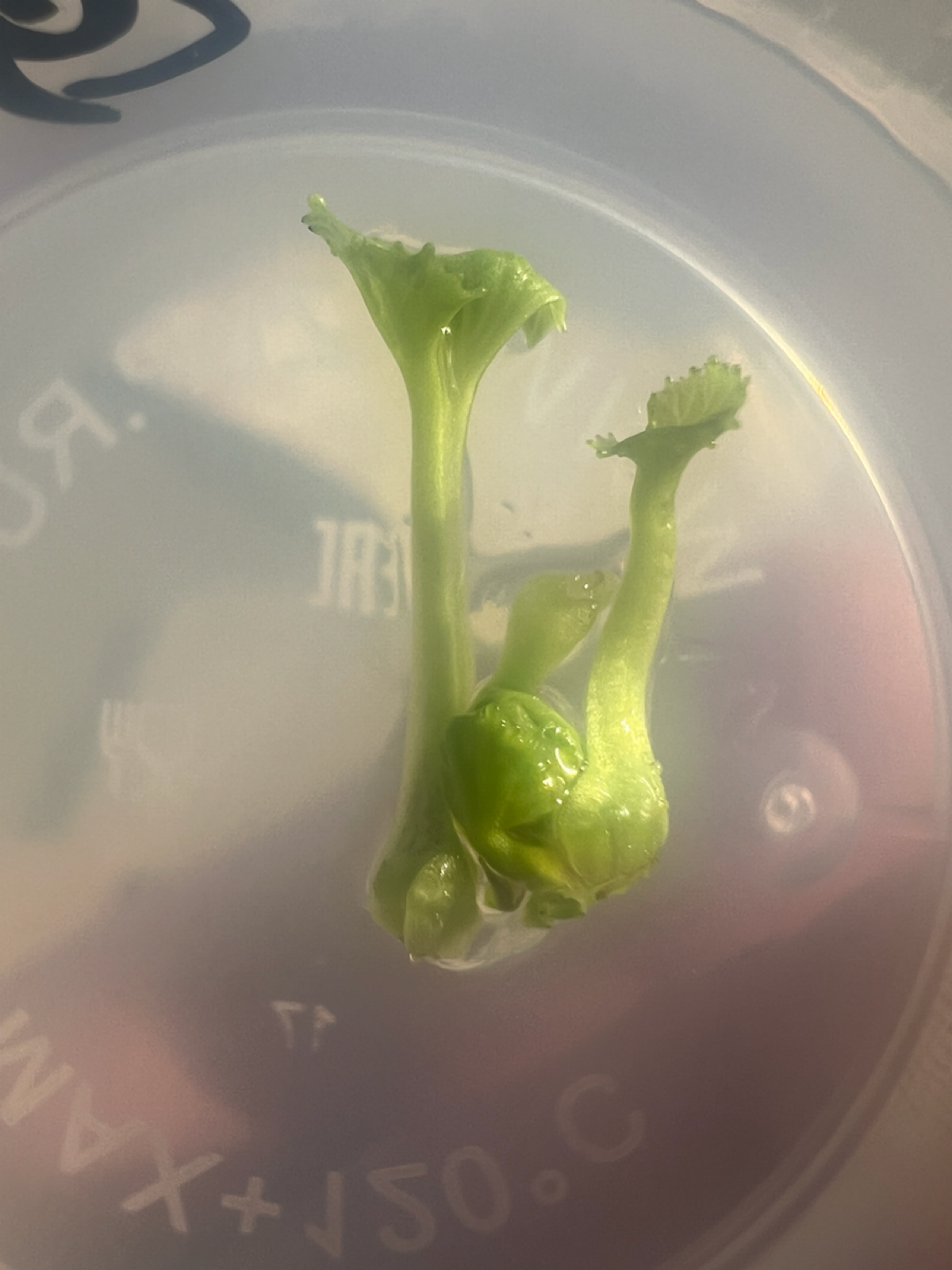 Опробовал свою среду Мурасиге-Скуга | Сетка — социальная сеть от hh.ru