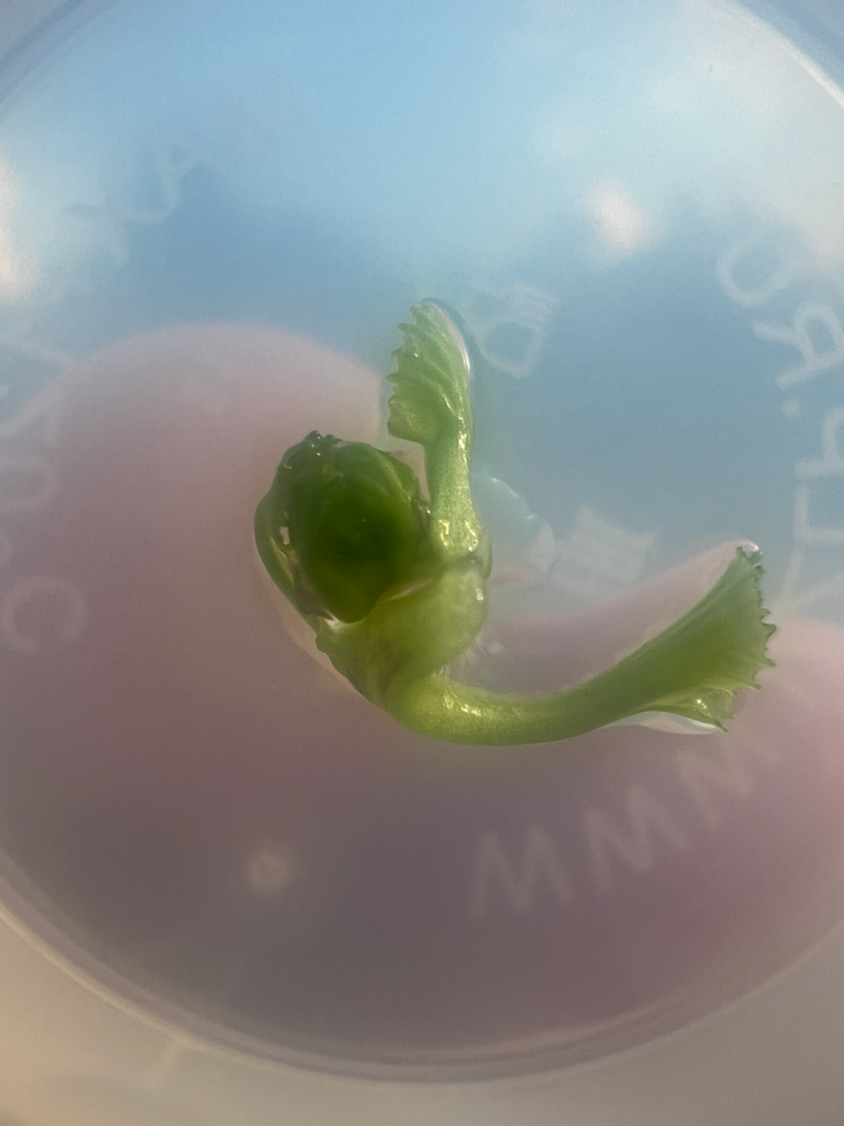 Опробовал свою среду Мурасиге-Скуга | Сетка — социальная сеть от hh.ru