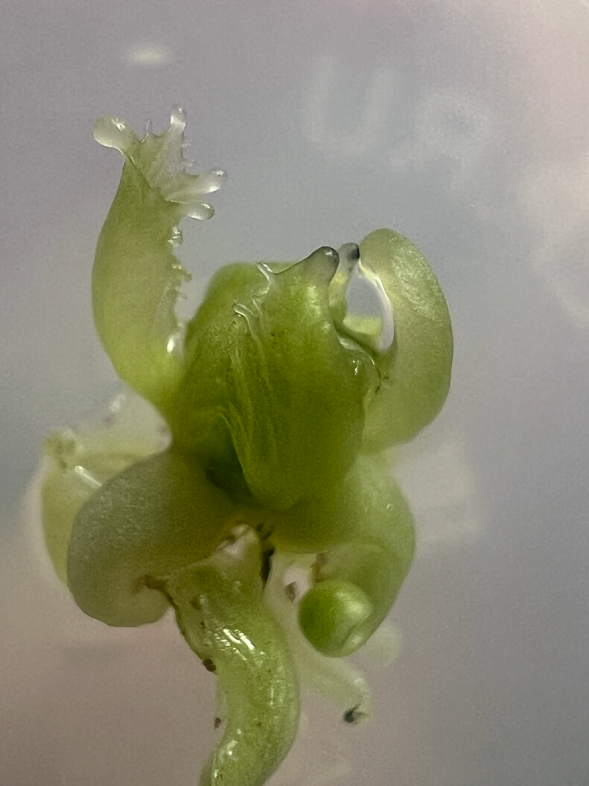 Опробовал свою среду Мурасиге-Скуга | Сетка — социальная сеть от hh.ru