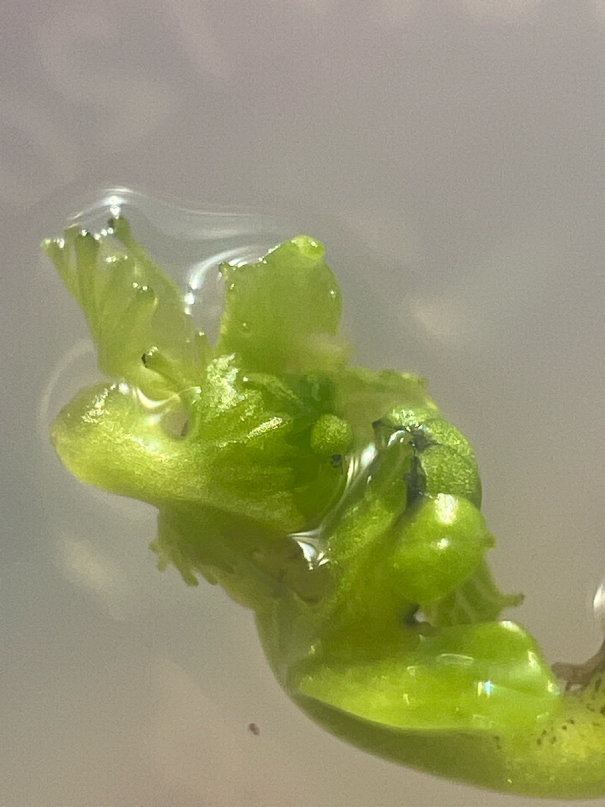 Опробовал свою среду Мурасиге-Скуга | Сетка — социальная сеть от hh.ru