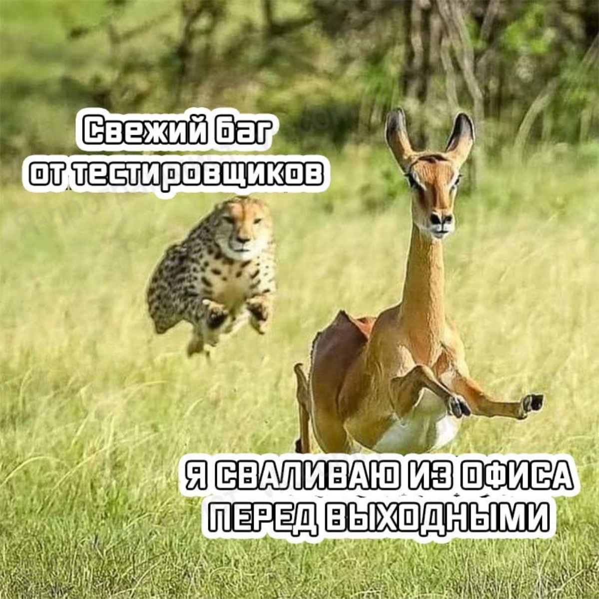 #тестирование #IT #программирование | Сетка — социальная сеть от hh.ru