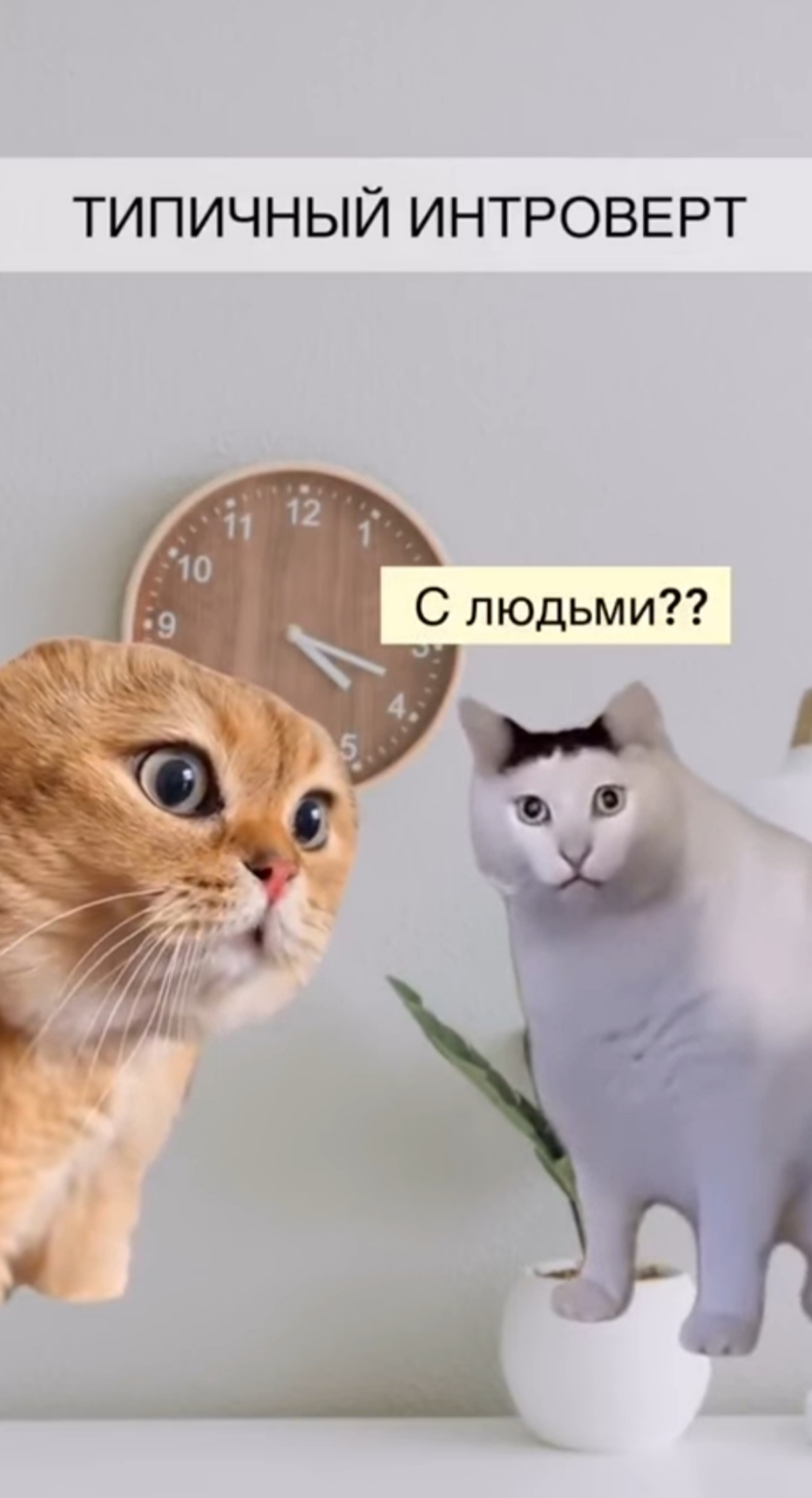 Шах и Мат, экстраверты | Сетка — социальная сеть от hh.ru