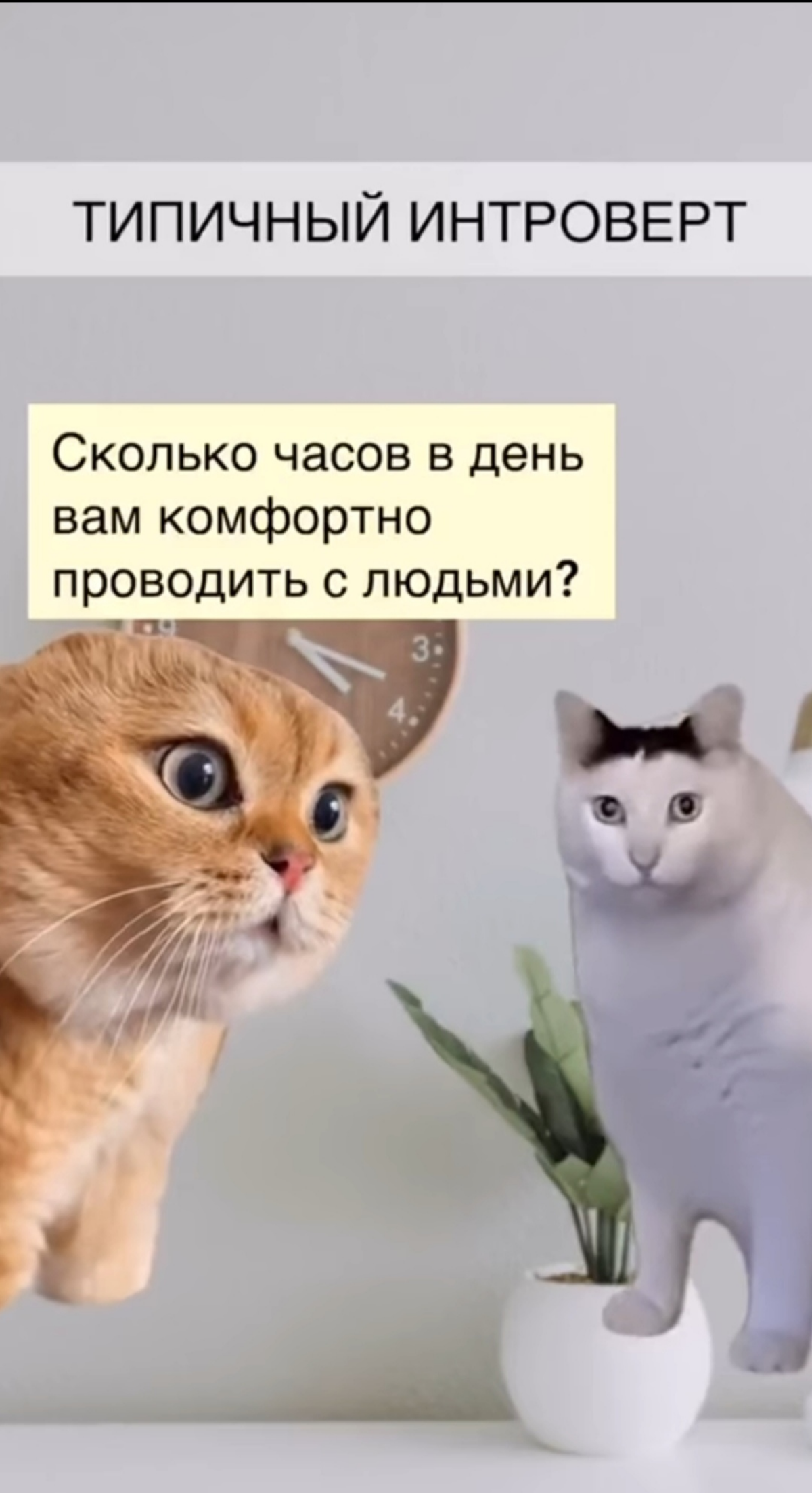 Шах и Мат, экстраверты | Сетка — социальная сеть от hh.ru