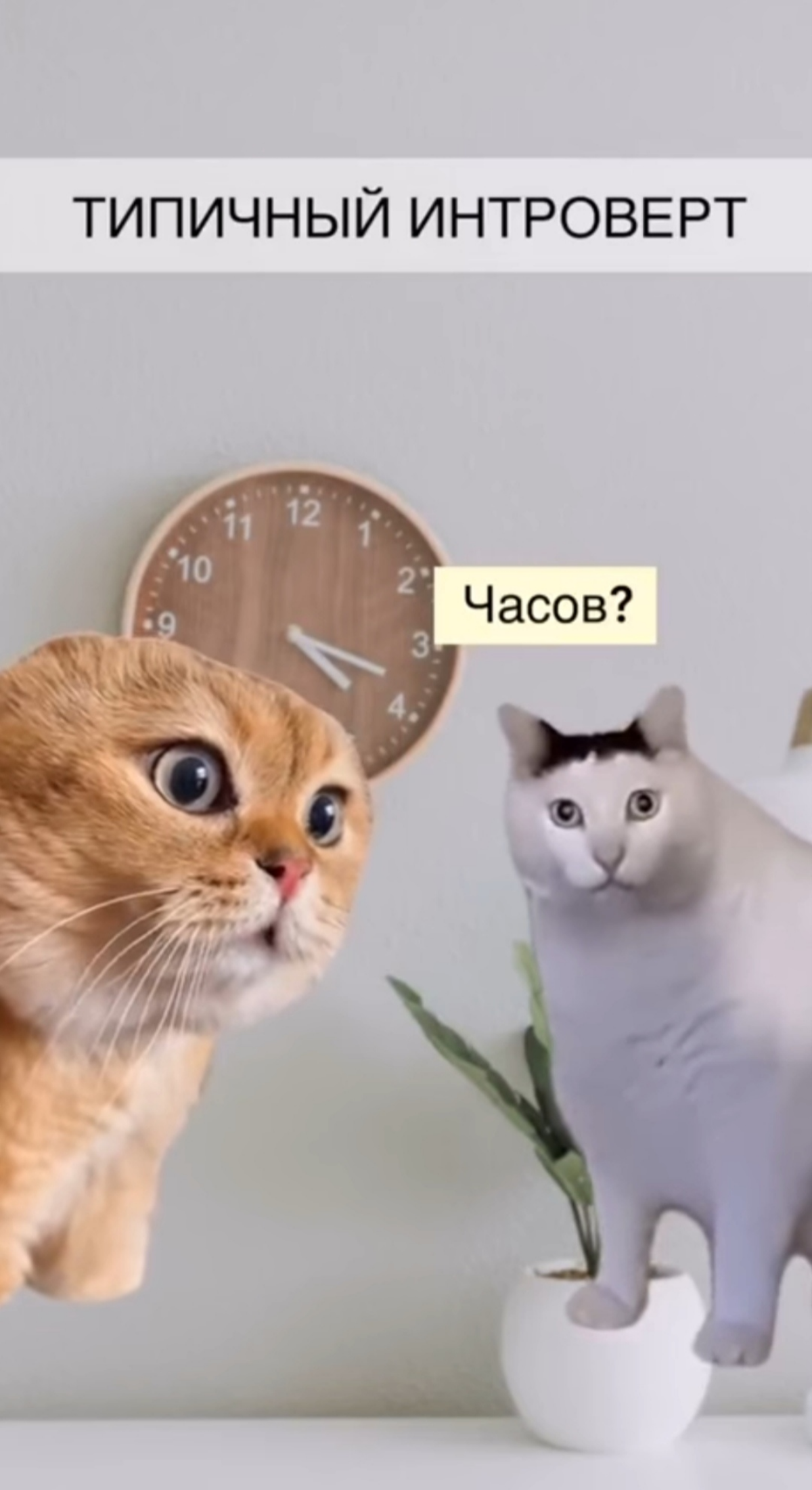Шах и Мат, экстраверты | Сетка — социальная сеть от hh.ru