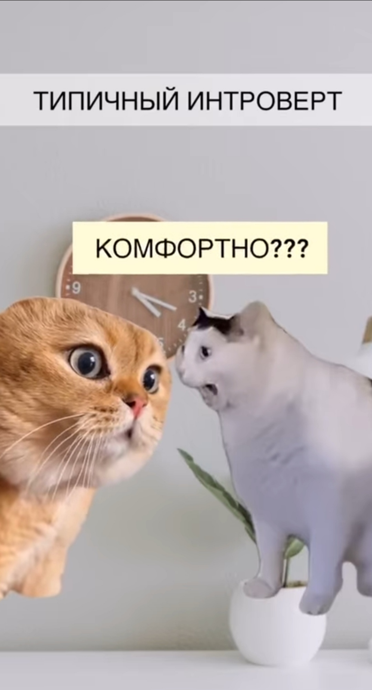 Шах и Мат, экстраверты | Сетка — социальная сеть от hh.ru
