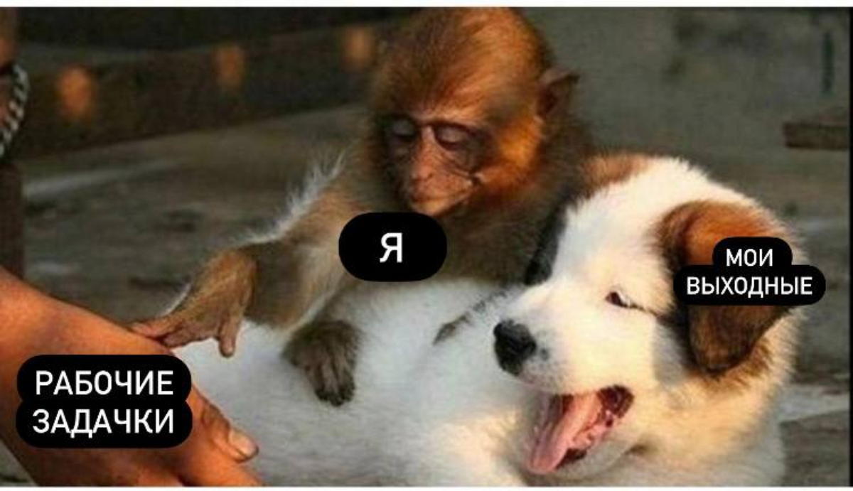 Кыш-кыш-кыш 🖐️ | Сетка — социальная сеть от hh.ru