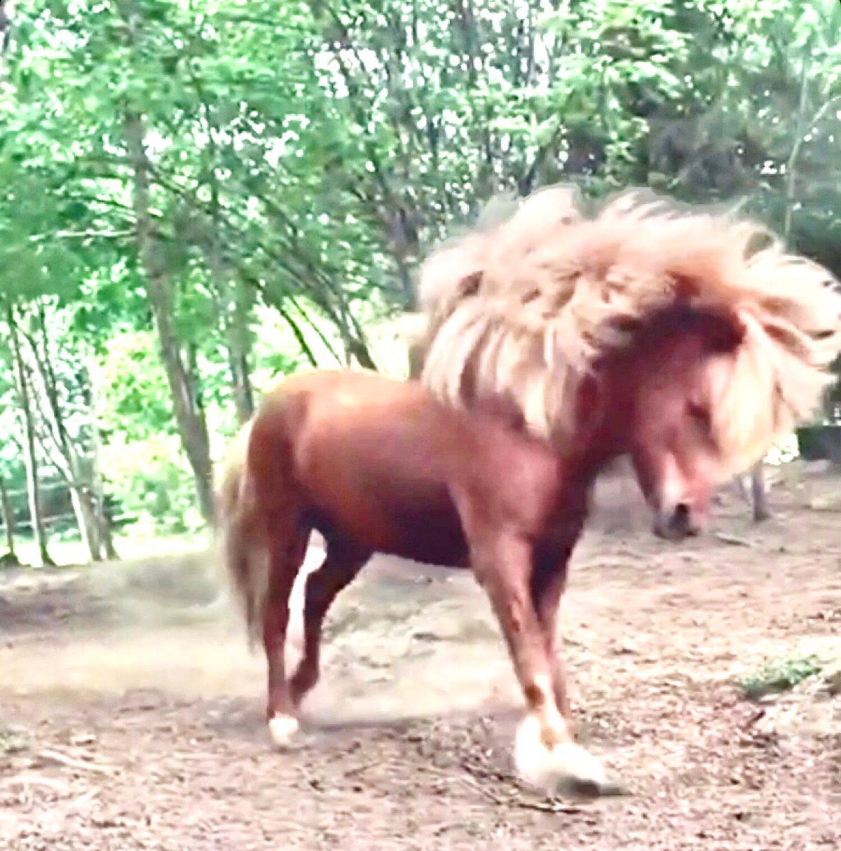 Лошади — Они прекрасны 🐎
🤎 видео тут 👉 https://t.me/aroundhorses | Сетка — социальная сеть от hh.ru