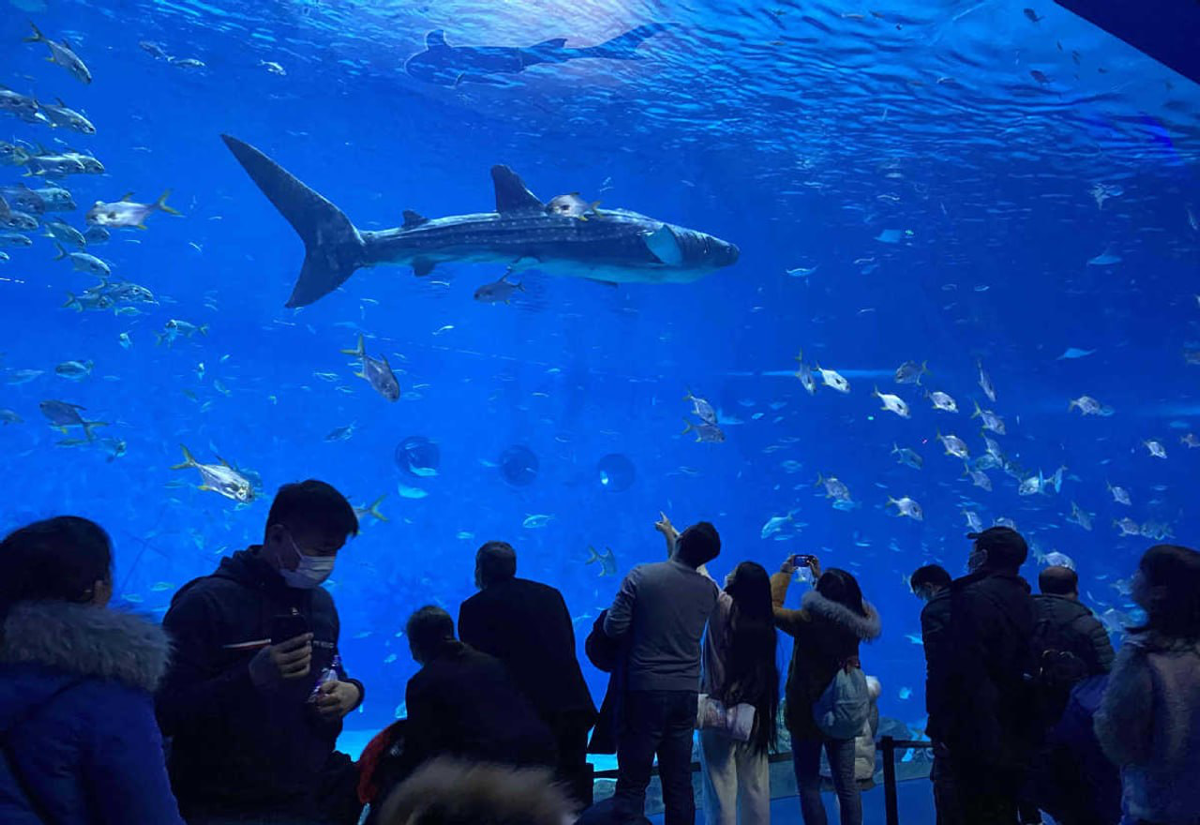 ⚡️Первая в мире интеллектуальная роботизированная китовая акула 🦈
Первая в мире интеллектуальная роботизированная китовая акула была представлена китайской компанией Shenyang Aerospace Xinguang Group | Сетка — социальная сеть от hh.ru