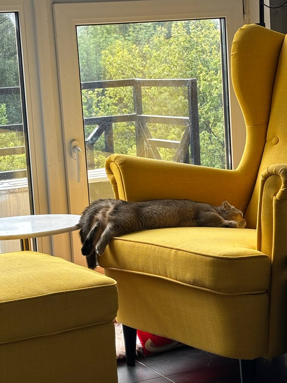 Тем временем медитация нашего кота в почти 11 утра 😁 | Сетка — социальная сеть от hh.ru