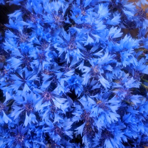 Флористы🌺