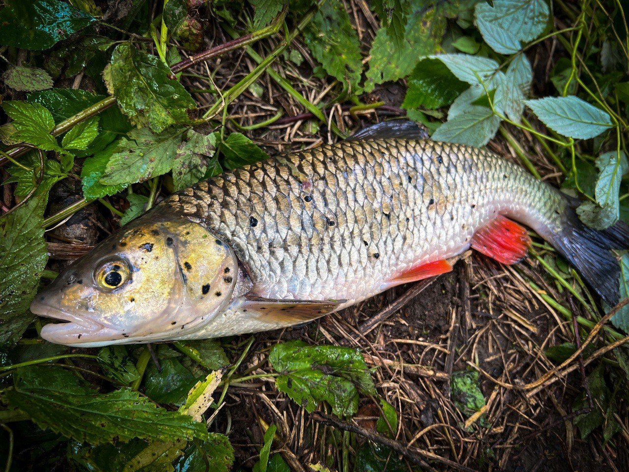 Любая мало-мальски крупная рыба, особенно в небольших водоемах, достигла своего размера благодаря тому, что в течение своей жизни была крайне осторожной | Сетка — социальная сеть от hh.ru