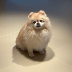 Антон Останин