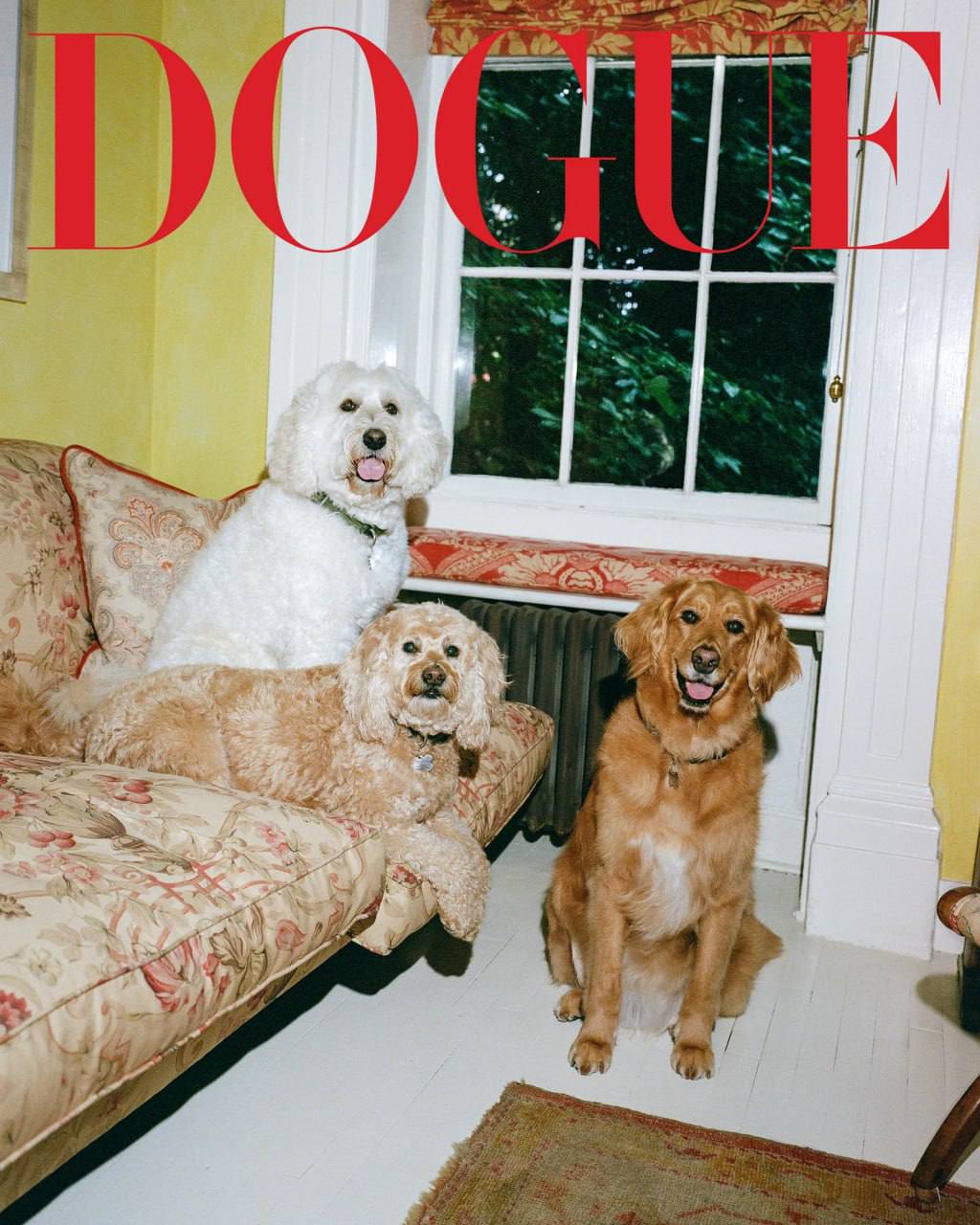 Классный special от VOGUE. Они решили не ограничиваться людьми и взяли в модели собак. Это специальный выпуск они назвали DOGUE.
Собаки, ясное дело звездные | Сетка — социальная сеть от hh.ru