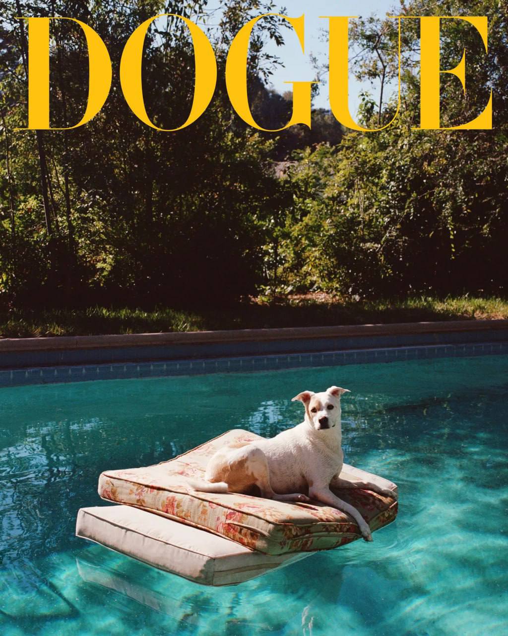 Классный special от VOGUE. Они решили не ограничиваться людьми и взяли в модели собак. Это специальный выпуск они назвали DOGUE.
Собаки, ясное дело звездные | Сетка — социальная сеть от hh.ru