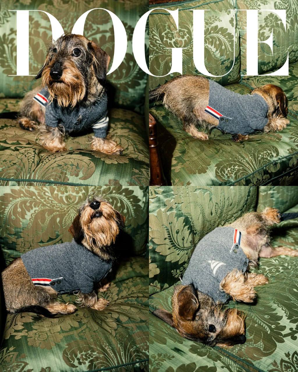 Классный special от VOGUE. Они решили не ограничиваться людьми и взяли в модели собак. Это специальный выпуск они назвали DOGUE.
Собаки, ясное дело звездные | Сетка — социальная сеть от hh.ru