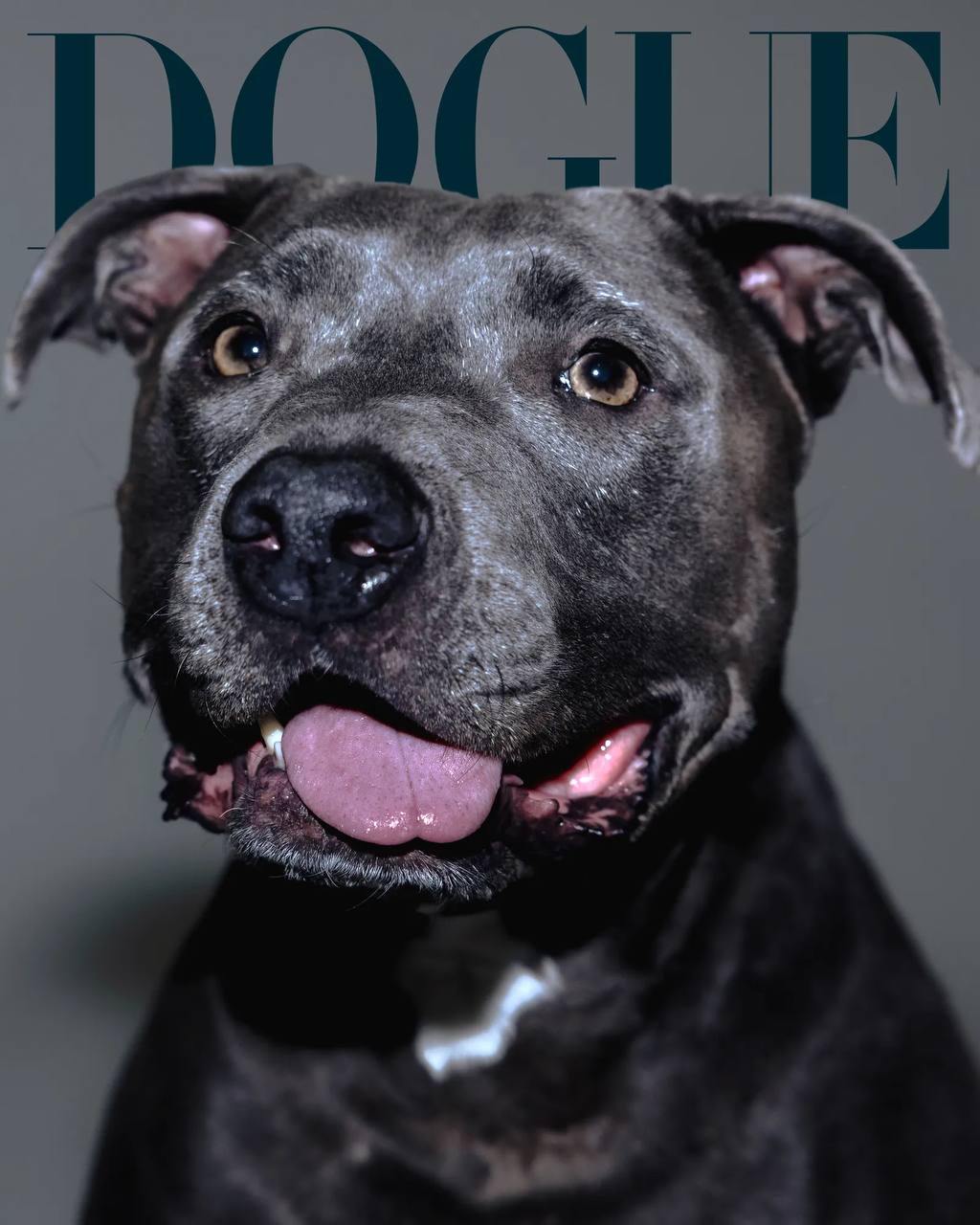 Классный special от VOGUE. Они решили не ограничиваться людьми и взяли в модели собак. Это специальный выпуск они назвали DOGUE.
Собаки, ясное дело звездные | Сетка — социальная сеть от hh.ru