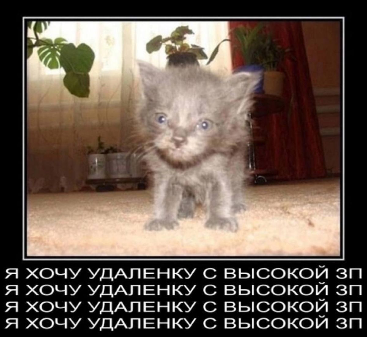 Любой джун после курсов | Сетка — социальная сеть от hh.ru