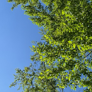 Карина Ассорти