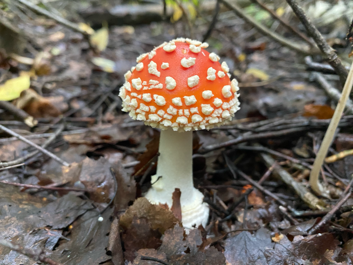 Рассуждения на тему «Самодурство или менеджмент с глубоким п | Сетка — социальная сеть от hh.ru