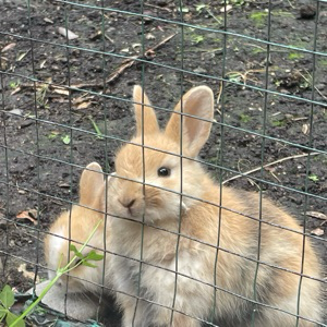 Никита Асманкин