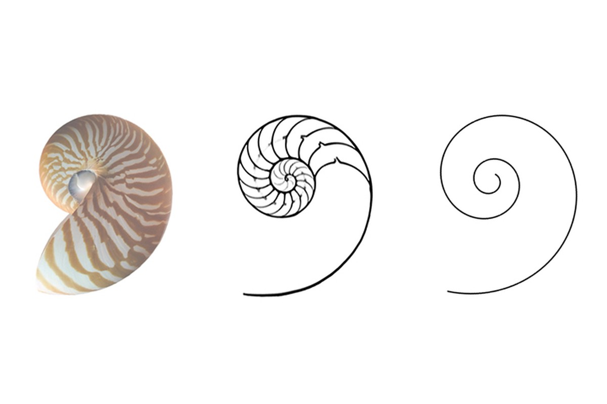 Золотое сечение | Сетка — социальная сеть от hh.ru