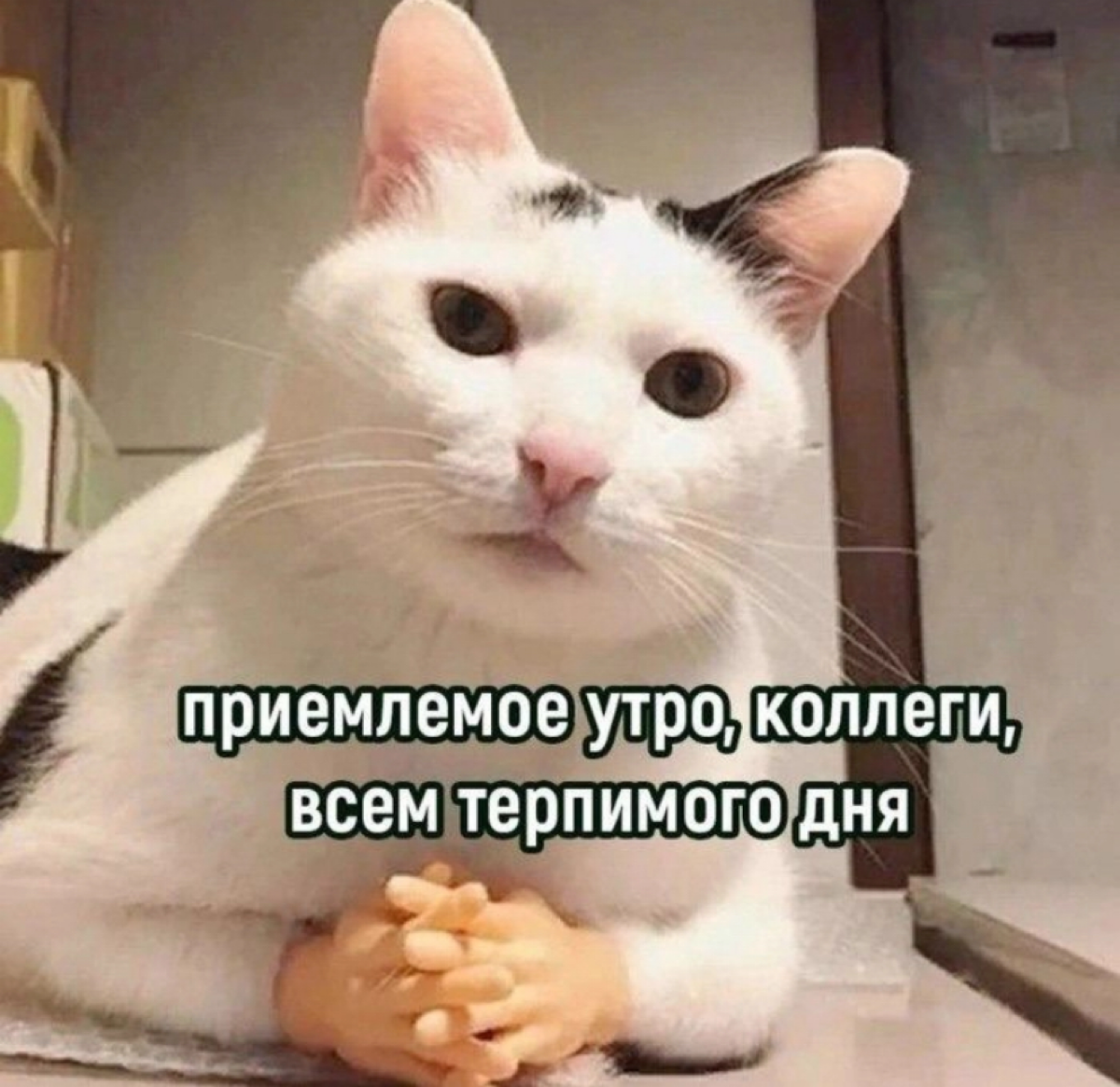 Утро вторника 🤝🏻 | Сетка — социальная сеть от hh.ru