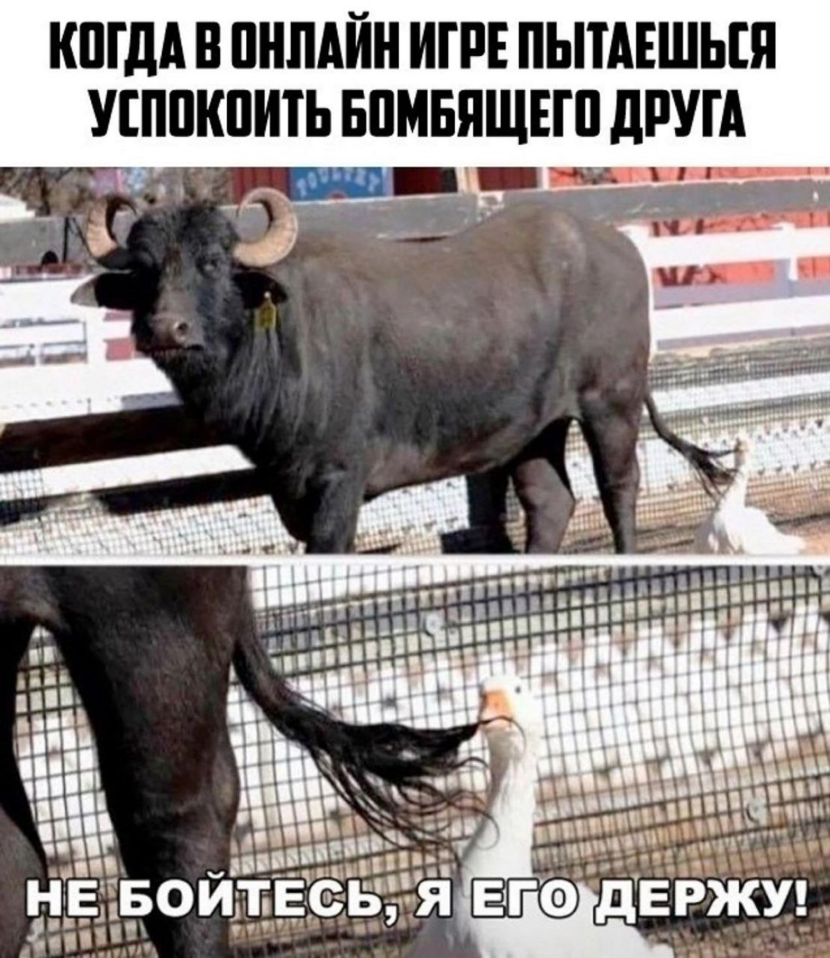 Срочная доза мемов, чтобы дотянуть до выходных! | Сетка — социальная сеть от hh.ru