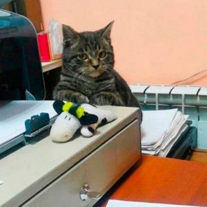 Данил Сургонт