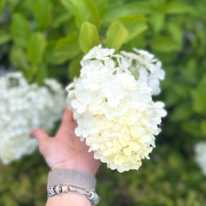 Елена Волкова