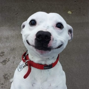 Роман Калисников | Сетка — социальная сеть от hh.ru