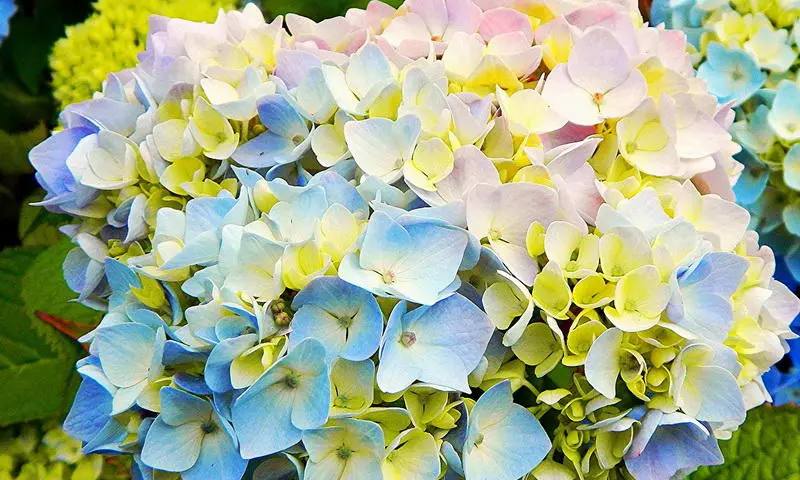 🌺 Выставка гортензий и других осенних цветов пройдет в «Аптекарском огороде»С 26 августа по 5 сентября
Во время выставки для посетителей будут бесплатно проводиться консультации по агротехнике, сортов... | Сетка — социальная сеть от hh.ru