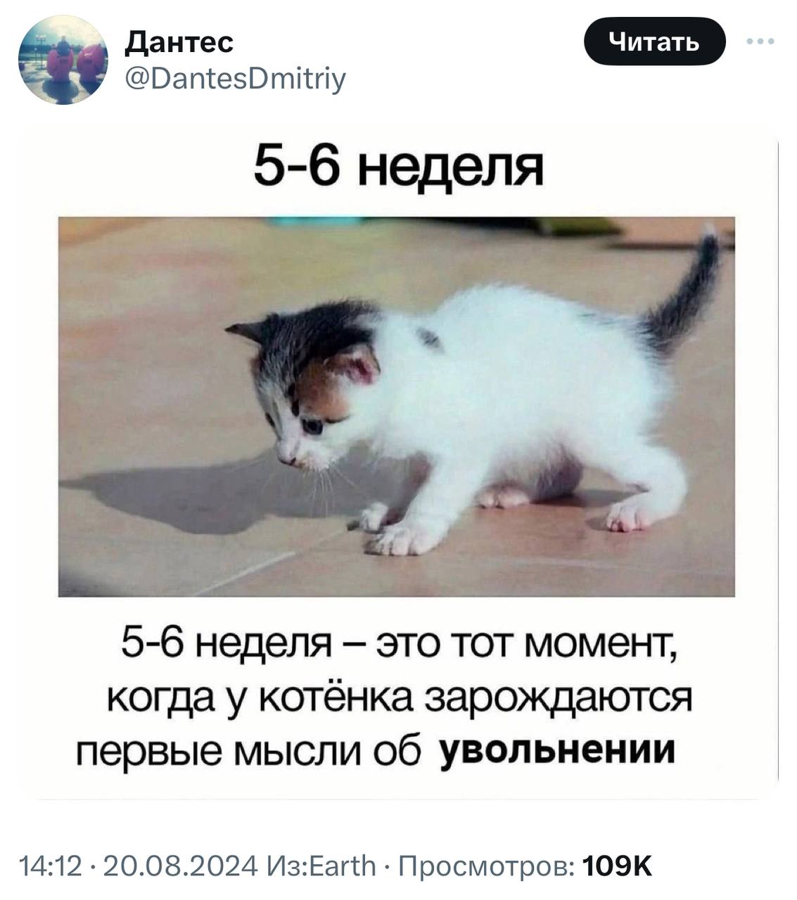 Все мы немного этот котёнок. | Сетка — социальная сеть от hh.ru