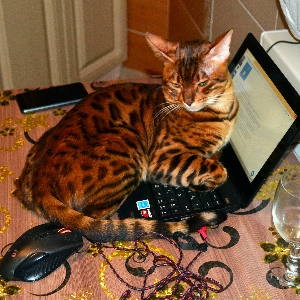 Хочу работать