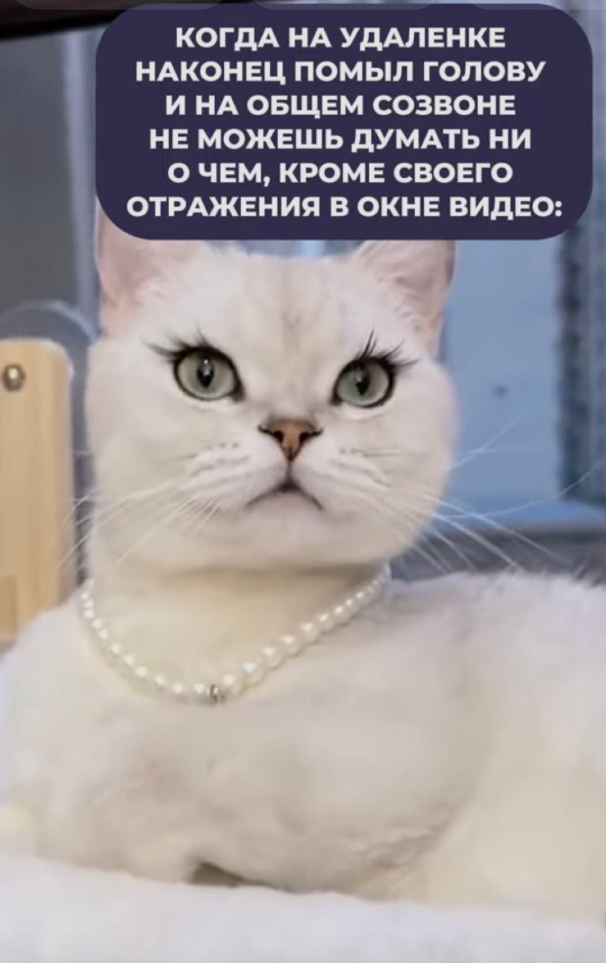 #смешно #жиза #созвоны #женщины #мемы 
У кого так же?) | Сетка — социальная сеть от hh.ru