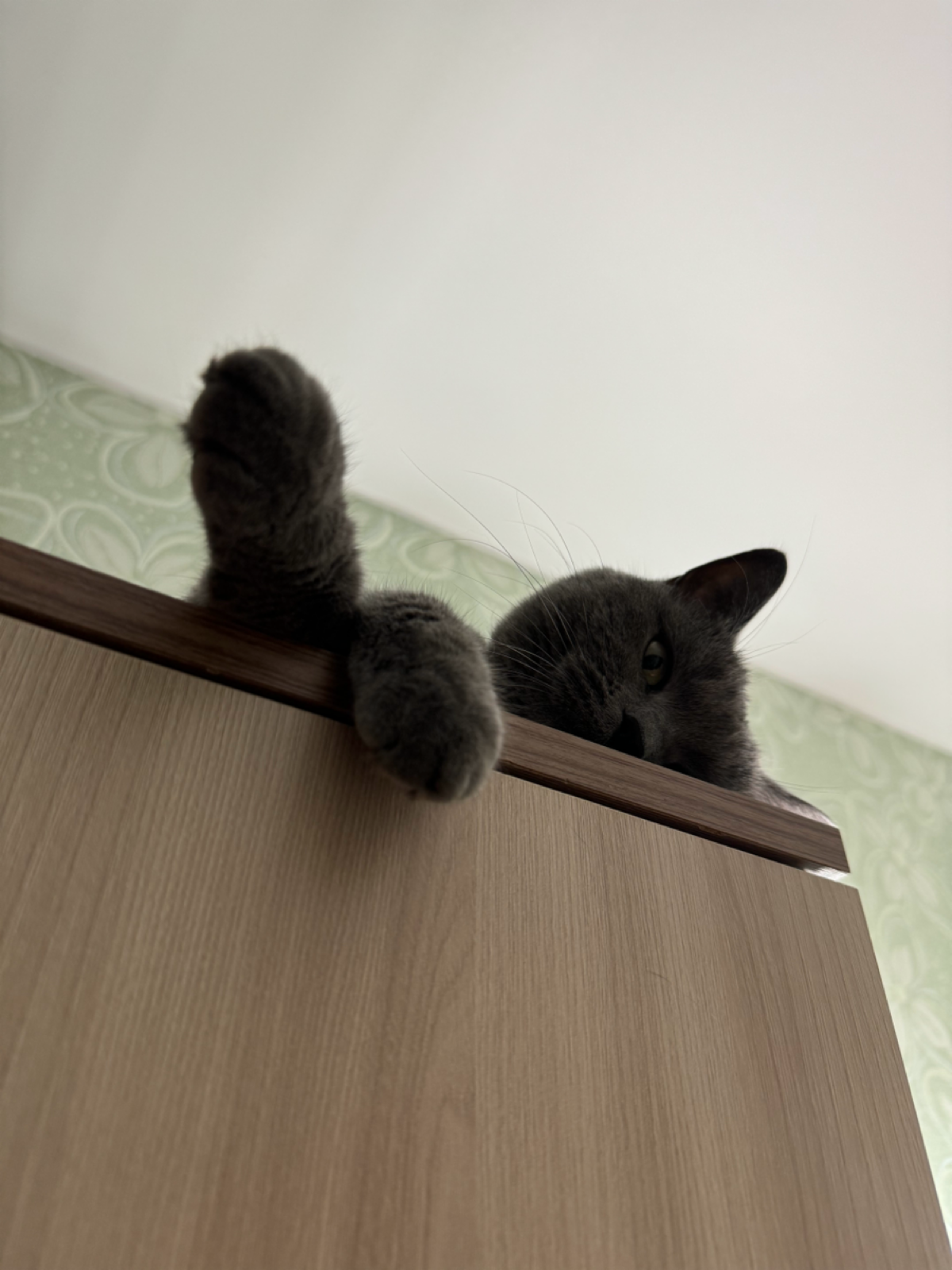 Мой личный психотерапевт 😸 | Сетка — социальная сеть от hh.ru
