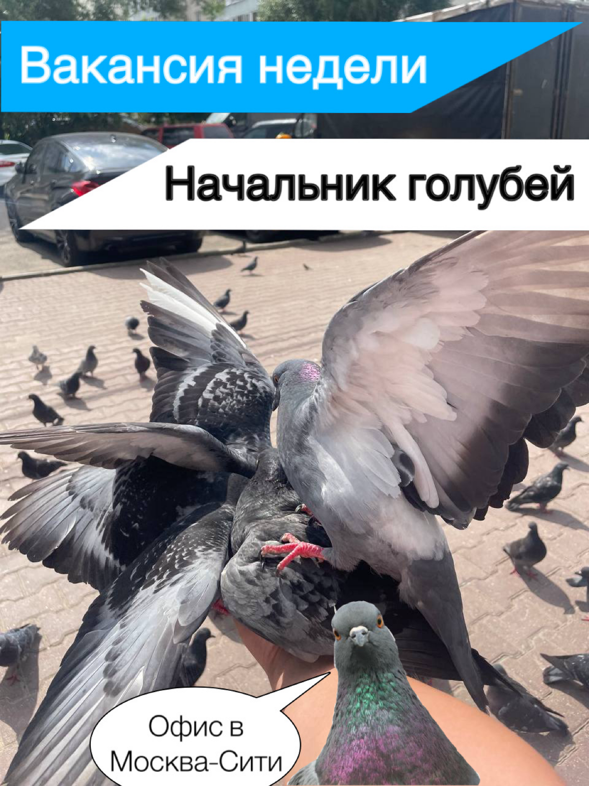 Сетка — социальная сеть от hh.ru