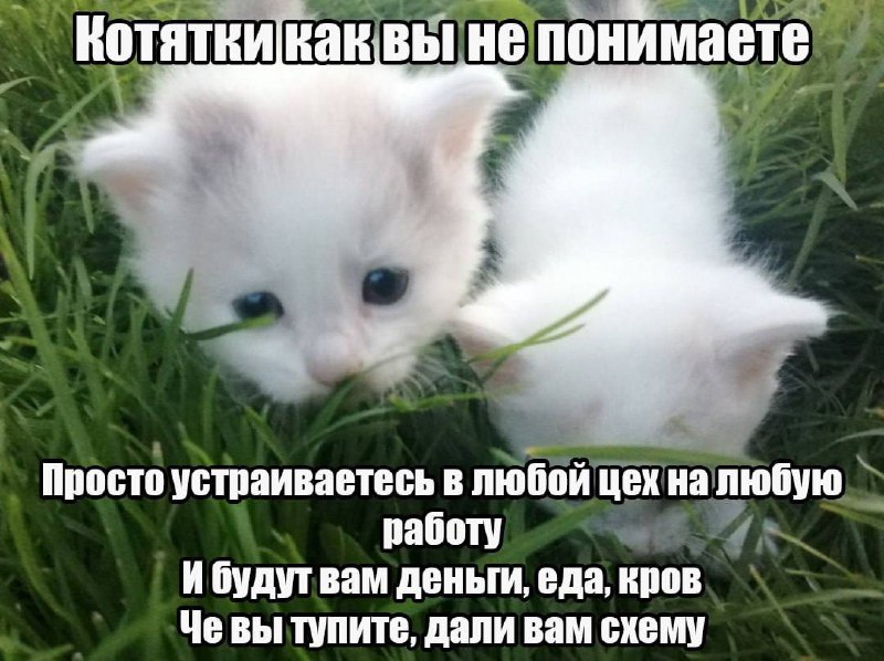 Сетка — социальная сеть от hh.ru