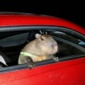 Avtobara Дичь-Транспортная | Сетка — социальная сеть от hh.ru