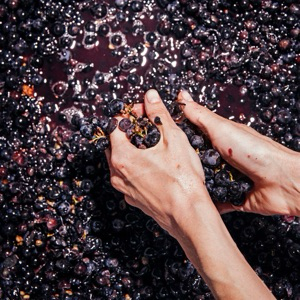 Виноделие с Татьяной. Итальянское начало