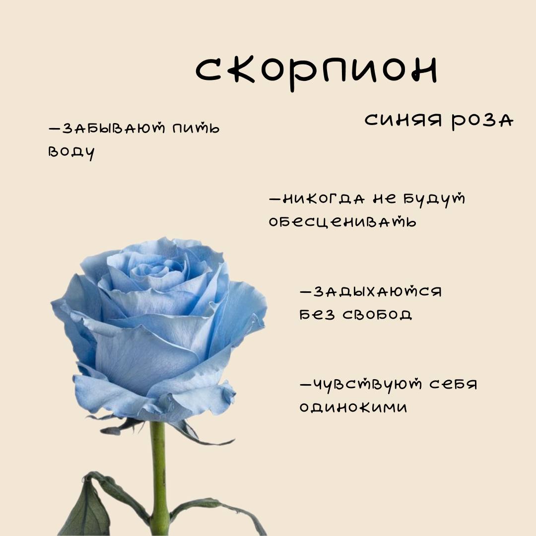 ❤️Цветочный гороскоп Ч | Сетка — социальная сеть от hh.ru