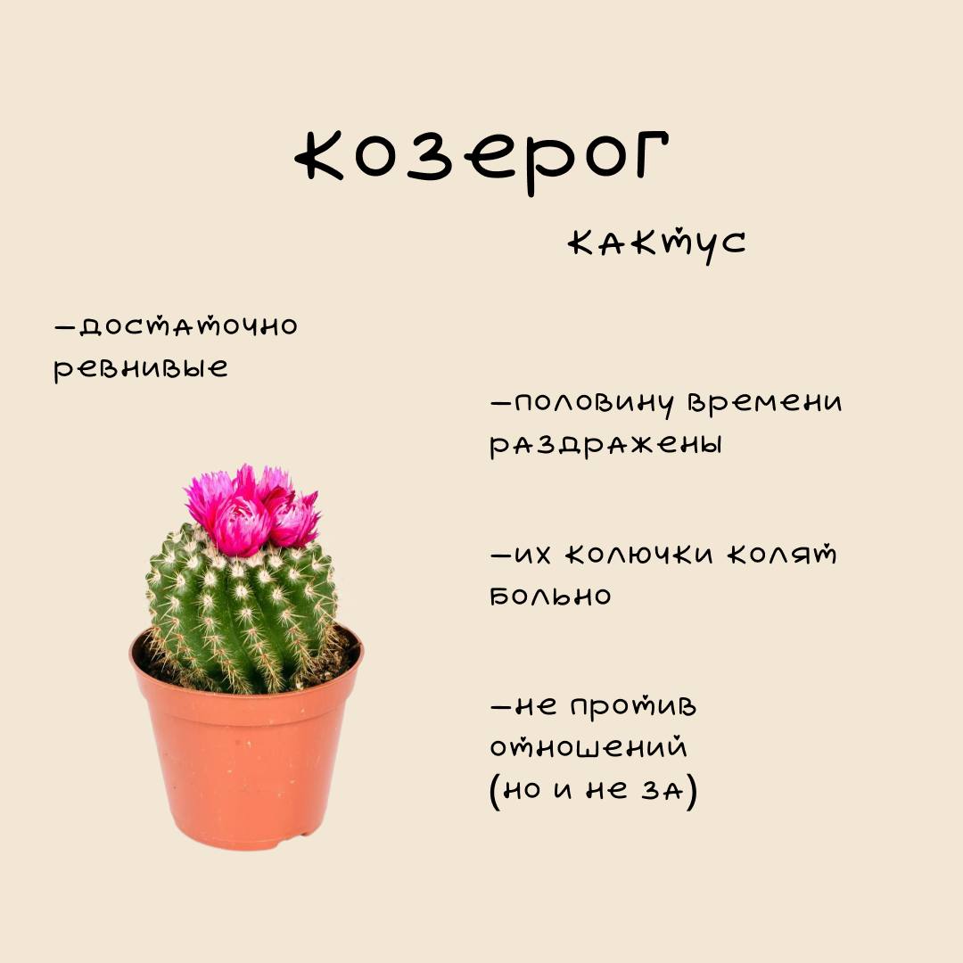 ❤️Цветочный гороскоп Ч | Сетка — социальная сеть от hh.ru