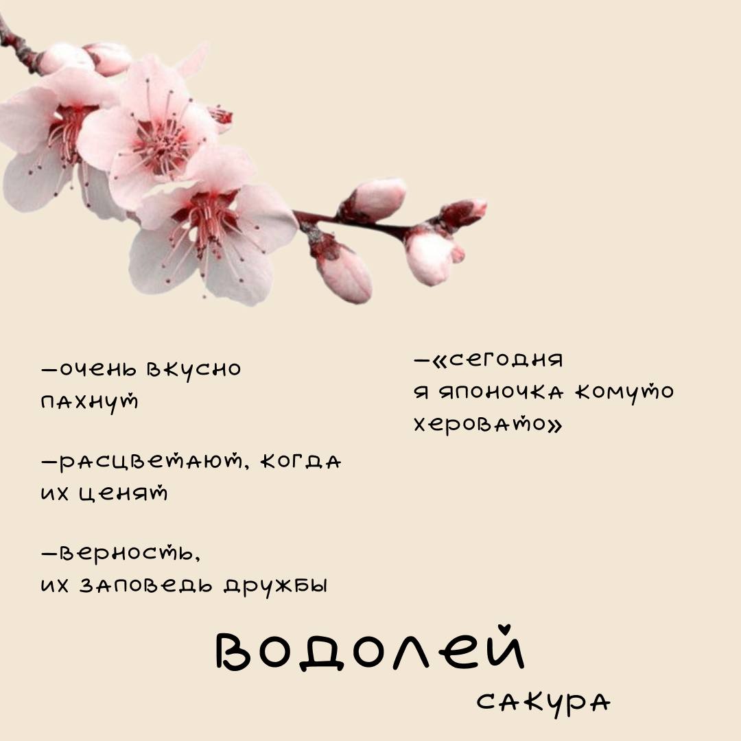 ❤️Цветочный гороскоп Ч | Сетка — социальная сеть от hh.ru