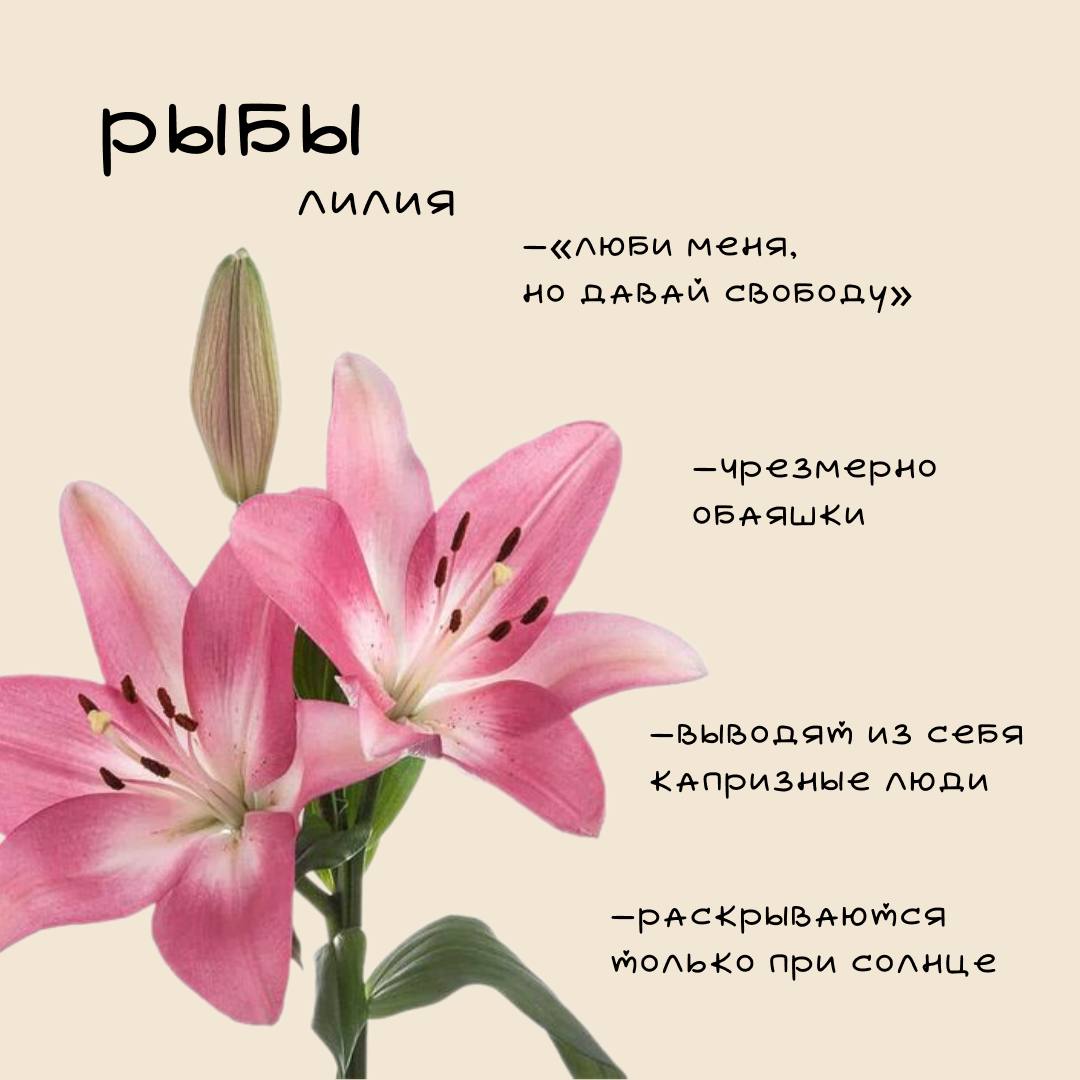 ❤️Цветочный гороскоп Ч | Сетка — социальная сеть от hh.ru