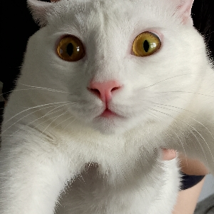 Станислав Мельницын | Сетка — социальная сеть от hh.ru