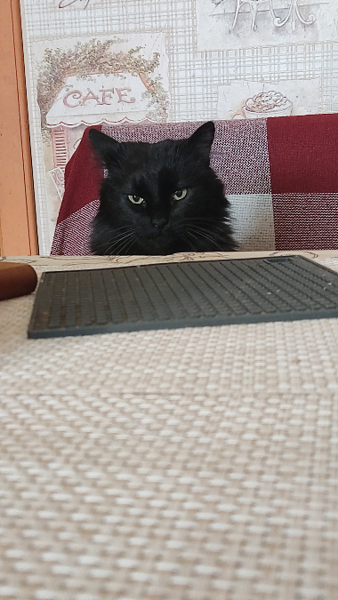 Привет всем! Покажу вам своего кота. Его зовут Кузя. Ему 14 лет. | Сетка — социальная сеть от hh.ru