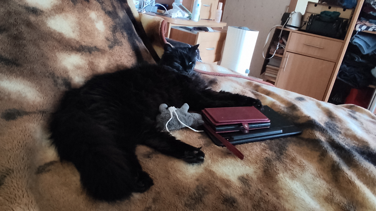 Привет всем! Покажу вам своего кота. Его зовут Кузя. Ему 14 лет. | Сетка — социальная сеть от hh.ru